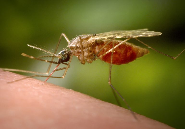 A Look at the Mosquito-Born Diseases Picking Up Speed Around the World