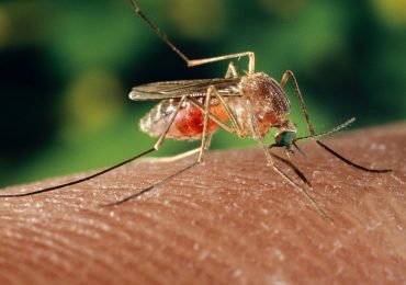 What to Know About the Rare But Deadly Mosquito-Borne Virus Concerning U.S. Towns