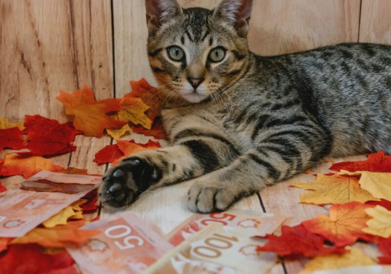 Win big and help animals in need with the Ontario SPCA’s Draws for Paws 50/50 Lottery