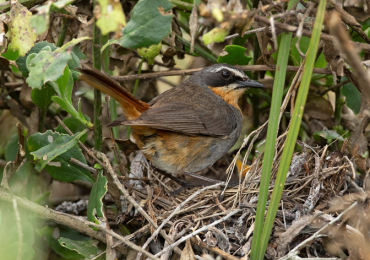 Tom Martin and Penn Lloyd: What makes songbirds different in their breeding cycles?