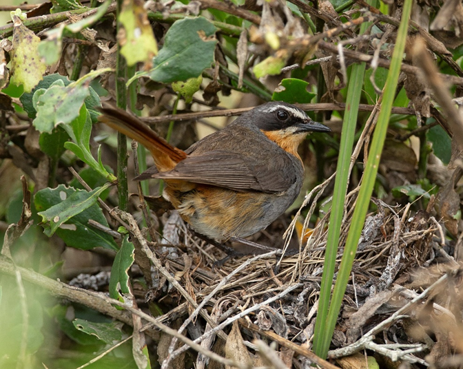 Tom Martin and Penn Lloyd: What makes songbirds different in their breeding cycles?