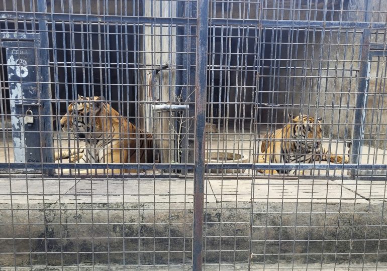 Dozens of Zoo Tigers Die After Contracting Bird Flu in Vietnam