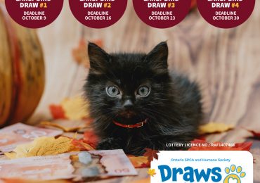 Rake in cash this fall with the Ontario SPCA’s Draws for Paws 50/50 Lottery