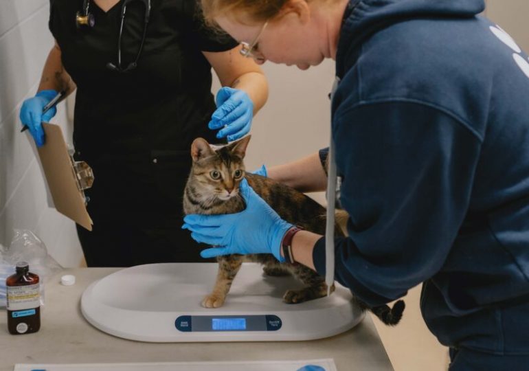 The Ontario SPCA performs 108 spay/neuter surgeries during mobile clinic in Muskoka