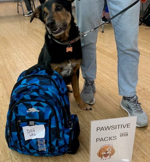 Pawsitive Packs: Keeping pets with the people who love them