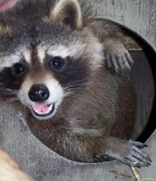 Raccoon in Chimney Removal