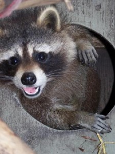 Raccoon in Chimney Removal