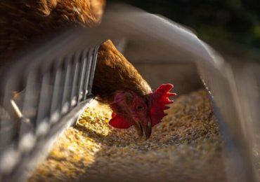 Farmed Animals: How Factory Farming Affects Different Species