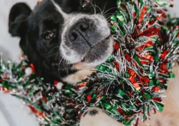 Make the holidays merry for animals in need during iAdopt for the Holidays