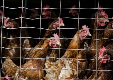 It’s Time to End the Denial About Bird Flu