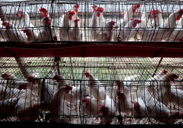 The Bird Flu Virus Is One Mutation Away from Getting More Dangerous