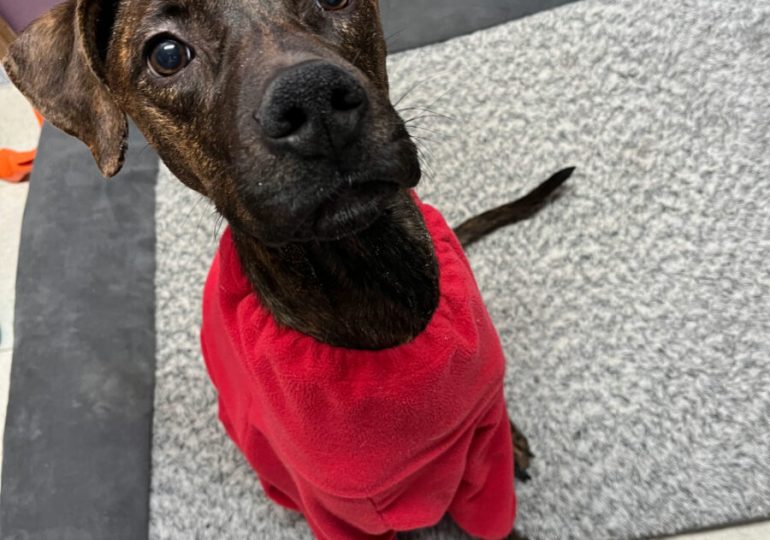 Help Twix on his road to recovery at the Ontario SPCA’s Cupcake Day Meet & Treat event