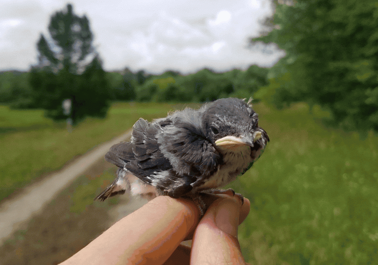 Mary Woodruff: How do nestling birds cope with heat?