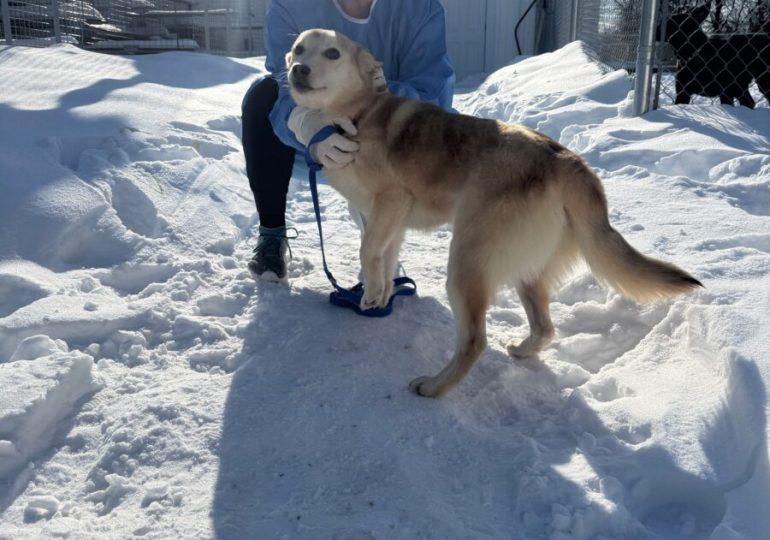 Ontario SPCA Leeds & Grenville Animal Centre welcomes Northern dogs in need of homes