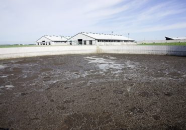 Scientists Are Starting to Track Bird Flu in Farm Wastewater