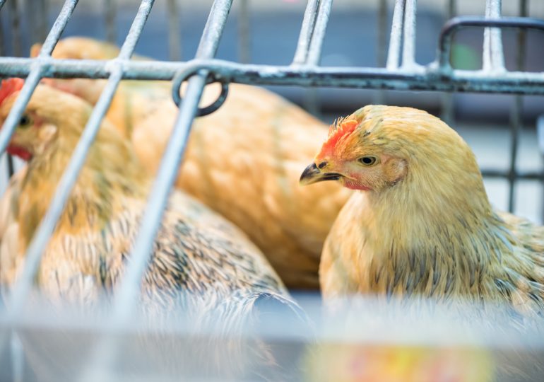 New York Is Shutting Down Live Bird Markets After Finding Bird Flu