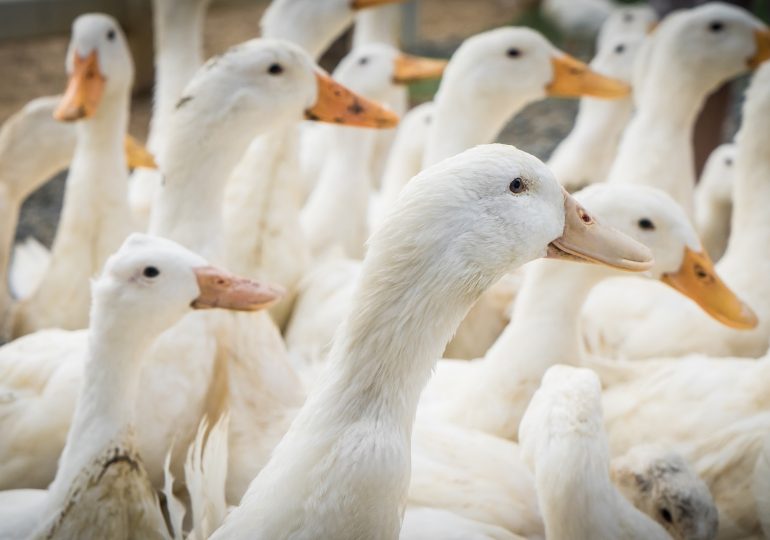 What to Know About the H5N9 Bird Flu