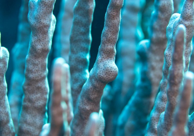 Australia’s Oceans Just Hit Their Hottest Year on Record—Here’s Why That Matters