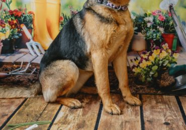 Spring into action with the Ontario SPCA’s Draws for Paws 50/50 Lottery