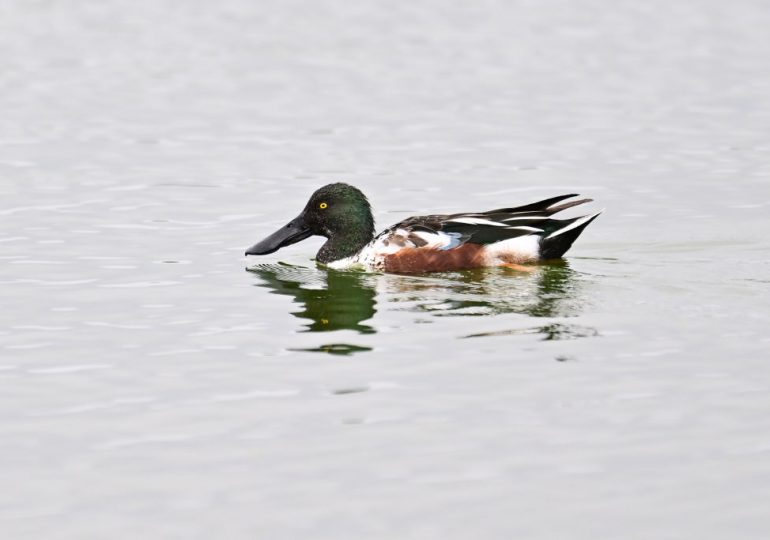 Grim New Bird Report Shows U.S. Duck Population Dwindling