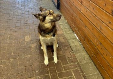 Unexpected friendships: Bailey’s journey from stray to beloved farm companion