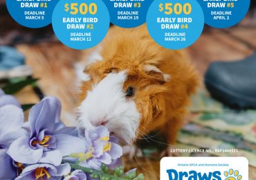 Win big for animals in need with the Ontario SPCA and Humane Society’s Spring Draws for Paws 50/50 Lottery