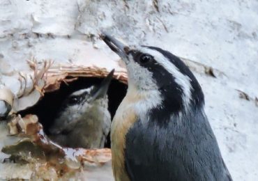 James Mouton: Red-breasted nuthatches smear sap around their nest entrances to protect against predators