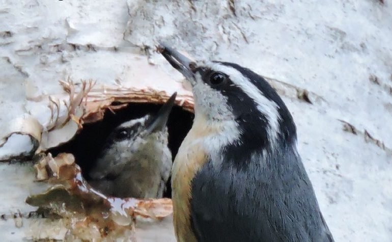 James Mouton: Red-breasted nuthatches smear sap around their nest entrances to protect against predators