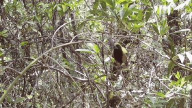 Mariana Campagnoli: Quais características tornam animais frugívoros bons dispersores em uma diversa savana Neotropical? (Portuguese) 