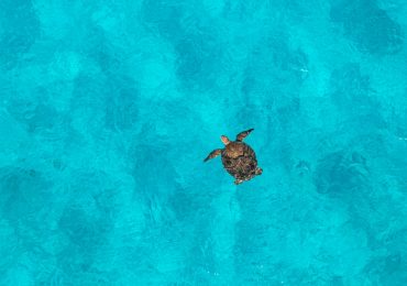 Shells in the Sand: The Silent Struggle of Scott Reef’s Green Turtles