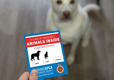 Promise to Prepare: Emergency planning for pet parents