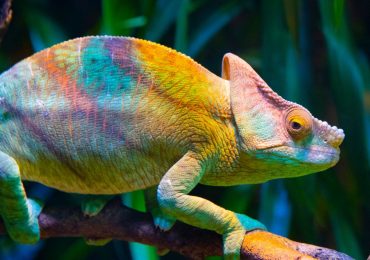 Rainbow Research: Contribute to our Pride Month Blog Series!