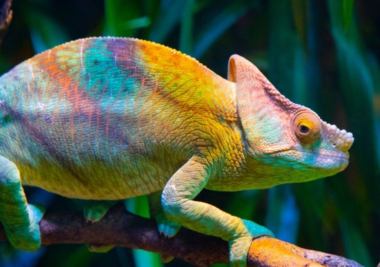 Rainbow Research: Contribute to our Pride Month Blog Series!