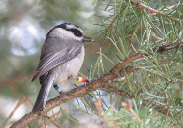 Tim Forrester: Weight loss in female birds – an adaptive strategy