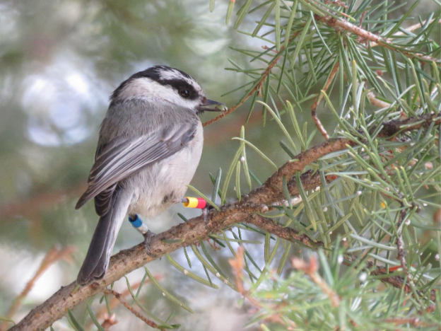 Tim Forrester: Weight loss in female birds – an adaptive strategy