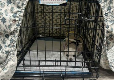 The Ontario SPCA supports more than 60 animals during spay/neuter and wellness event in Akwesasne
