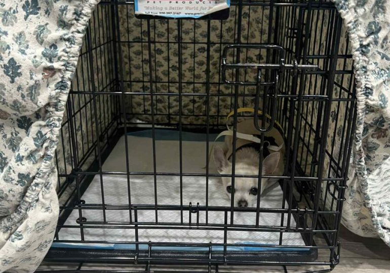 The Ontario SPCA supports more than 60 animals during spay/neuter and wellness event in Akwesasne