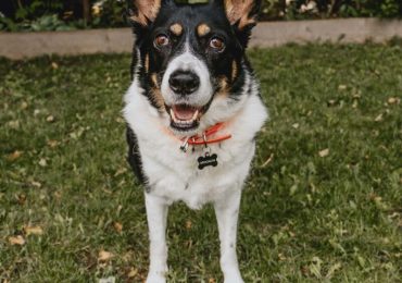 Keep animals cool this summer by taking the Ontario SPCA’s No Hot Pets Pledge!