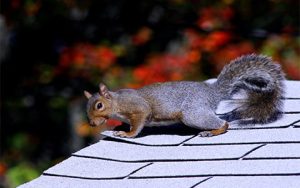 Squirrel Prevention in My Home