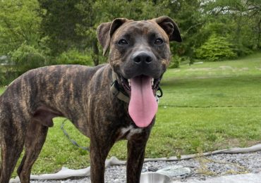 Twix’s journey of recovery: A new life as Bo