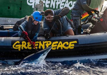 Greenpeace frees 9 sharks from deadly longlines