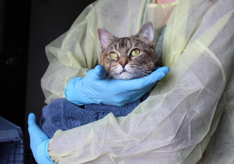 Nominate your pet’s veterinary clinic in the Ontario SPCA’s Veterinary Appreciation Contest