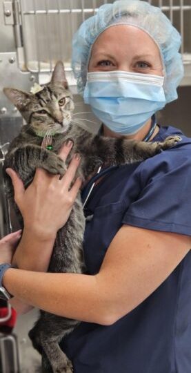 Ontario SPCA and Humane Society to open new veterinary clinic in Sudbury in partnership with Collège Boréal