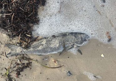 South Australia’s algal bloom is an unnatural disaster