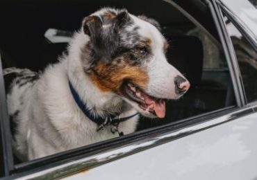 Don’t forget Fido: The Ontario SPCA shares long weekend safety tips to keep animals safe