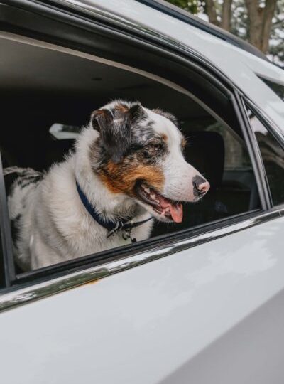 Don’t forget Fido: The Ontario SPCA shares long weekend safety tips to keep animals safe
