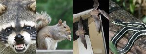 Dangers of DIY Wild Animal Removal