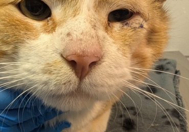 Tuna’s journey: From hardship to forever home