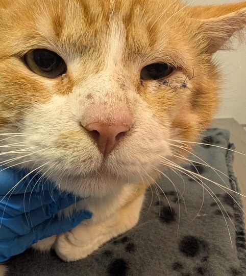 Tuna’s journey: From hardship to forever home