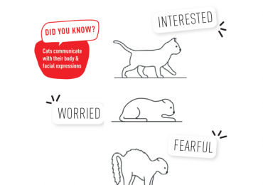 Learn how to read your cat’s body language